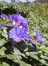 Morning Glory Convolvulaceae plant purple flowers, highlands of Sri Lanka