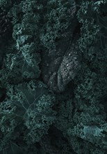 Food background, Fresh Kale leaves, close-up, vertical, no people, toned. selective focus