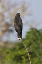 Snail Kite, Rostrhamus sociabilis, Amazon Basin, Brazil, South America