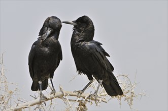 Two Cape Crows, Black crows (Corvus capensis) grooming, Etosha National Park, Namibia, Africa