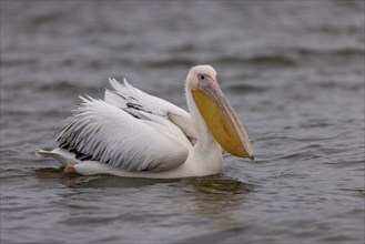 Great white pelican (Pelecanus onocrotalus), swimming, Lake Kerkini, Greece, Europe