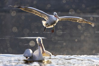 Dalmatian pelican (Pelecanus crispus), flying against the light, in splendid plumage, Lake Kerkini,