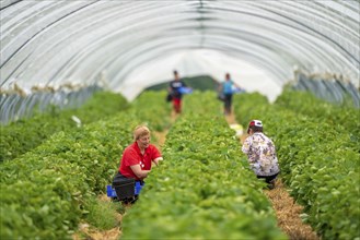 Harvesting strawberries, harvest helper, strawberry cultivation in the open field, under a foil