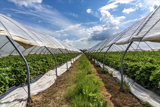 Harvest of strawberries, strawberry cultivation in the open, under a foil tunnel, young strawberry