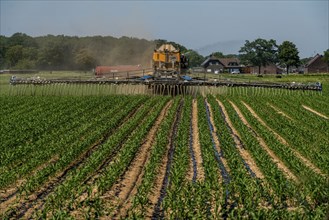 A maize field, with young plants, is fertilised with liquid manure, self-propelled slurry tanker,