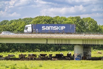 Container lorry on the A40 motorway, bridge over the Ruhr and Styrumer Ruhrauen, herd of cattle,