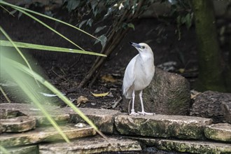 Malagasy pond heron (Ardeola idae), Walsrode Bird Park, Lower Saxony, Germany, Europe