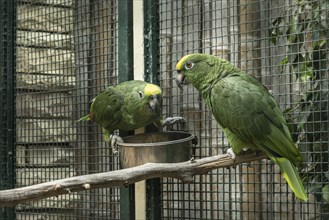 Natterer's Amazon, Yellow-crowned Amazon (Amazona ochrocephala natteri), Walsrode Bird Park, Lower