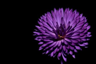 Beautiful Purple Flower on Black Background in Switzerland