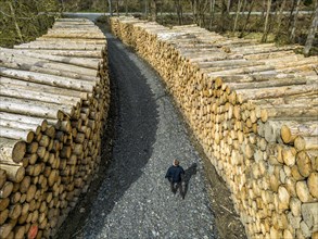 Felled, stacked spruce trunks, forest dieback in the Arnsberg Forest nature park Park, over 70 per