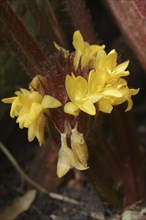 Basket maranthe (Calathea acuminata), flowers, native to South America