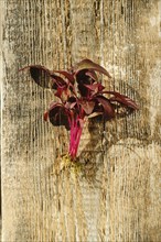 Top view of fresh amaranth sprouts on wooden background