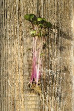 Top view of fresh kohlrabi sprouts on wooden background