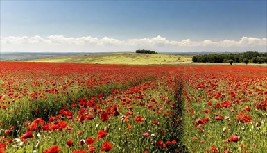 Agriculture, red blooming poppy field, in full bloom, AI generated, AI generated