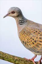 European Turtle Dove (Streptopelia turtur) sitting on a branch. Bas-Rhin, Alsace, Grand Est,