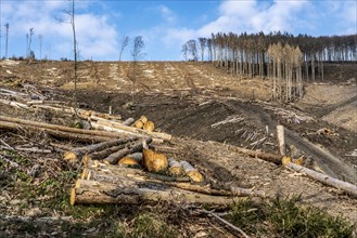 Cleared forest area north of the village of Öventrop, district of Arnsberg, dead spruce stands were