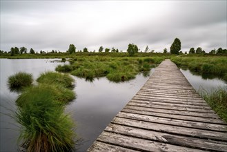 The High Fens, Brackvenn, raised bog, wooden plank hiking trail, in Wallonia, Belgium, on the