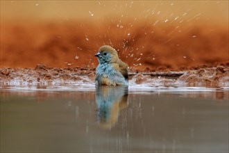 Angolan butterfly finch (Uraeginthus angolensis), blue-eared butterfly finch, adult, at the water,