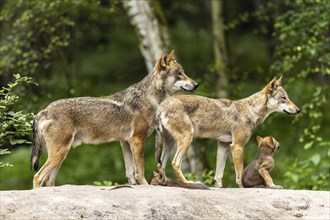 Two gray wolves (Canis lupus), Germany, Europe