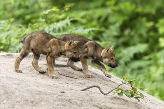 Two wolf pups explore the sandy landscape in the countryside together, European grey gray wolf