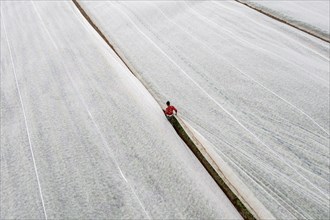 Potato field, fleece cover is removed, the fleece is intended to protect against weather