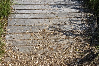 Circular hiking trail, detail, wooden footbridge, Darßer Ort, Born a. Darß, Mecklenburg-Western