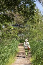 Elderly woman, trees, circular hiking trail, Darßer Ort, Born a. Darß, Mecklenburg-Vorpommern,