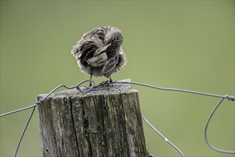 Meadow pipit (Anthus pratensis) preening itself, Emsland, Lower Saxony, Germany, Europe