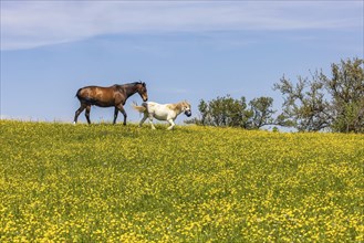 Yellow flowers, blooming spring meadow with horses, Swabian Alb near Holzelfingen, Lichtenstein,