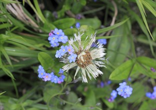 Faded common dandelion (Taraxacum officinale) and forget-me-not (Myosotis sylvatica), North