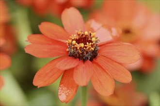 Zinnia (Zinnia elegans, Zinnia violacea), flower, ornamental plant, North Rhine-Westphalia,