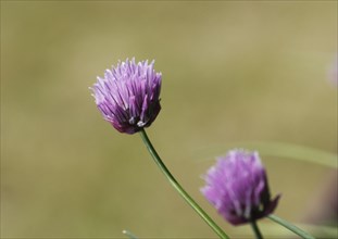 Chive (Allium schoenoprasum), in bloom, North Rhine-Westphalia, Germany, Europe