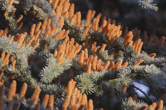 Cedar (Cedrus), North Rhine-Westphalia, Germany, Europe