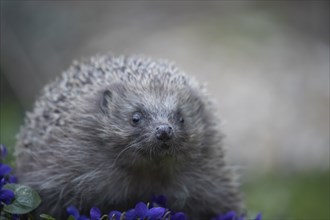 European hedgehog (Erinaceus europaeus) adult animal walking across flowering Violet flowers in a