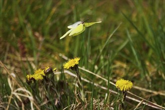 Lemon butterfly on coltsfoot, March, Germany, Europe