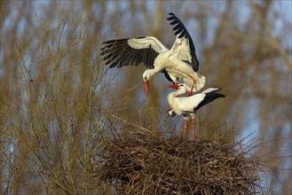 White stork (Ciconia ciconia), stork marriage, mating, copula, Altlu?heim, Germany, Europe