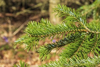 Close up at a green Veitch's fir (Abies veitchii) branch with green needles a sunny summer day