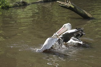 Grey heron (Ardea cinerea) snatches a fish from a australian pelican (Pelecanus conspicillatus),