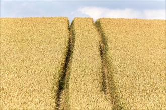 Tracks of a tractor in a cornfield, Grimma, 18/07/2013, Grimma, Germany, Europe