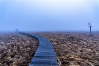 The High Fens nature park Park, in the German-Belgian border region near Eupen, winter, fog, wooden