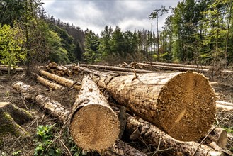 Forest dieback in Arnsberg Forest, northern Sauerland, dead spruce trees, partly cleared forest,