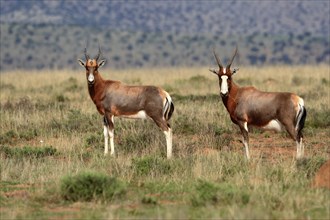 Bontebok (Damaliscus pygargus), adult, subadult, two, foraging, Mountain Zebra National Park, South