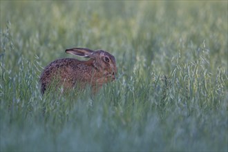 Brown hare (Lepus europaeus) adult animal washing its face in a farmland cereal field in the