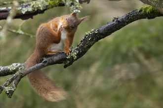 Red squirrel (Sciurus vulgaris) adult animal scratching itself on a tree branch in a forest,