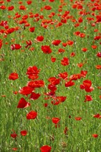 Flowering poppy (Papaver rhoeas), Franconia, Bavaria, Germany, Europe