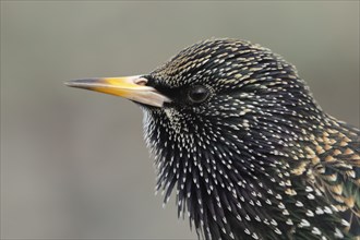 Common starling (Sturnus vulgaris) adult bird head portrait, Dorset, England, United Kingdom,