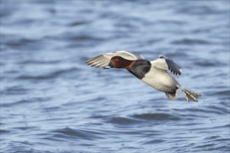 Common pochard (Aythya ferina) adult male duck coming into land on water, Cambridgeshire, England,