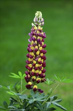 Large-leaved lupin (Lupinus polyphyllus), perennial lupin, flowering, Elllerstadt, Germany, Europe