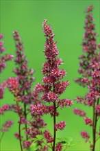 Astilbe, flowering, blossom, Elllerstadt, Germany, Europe