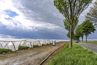 Agriculture, large areas with foil tunnel, for the cultivation of strawberries, south of Lövenich,